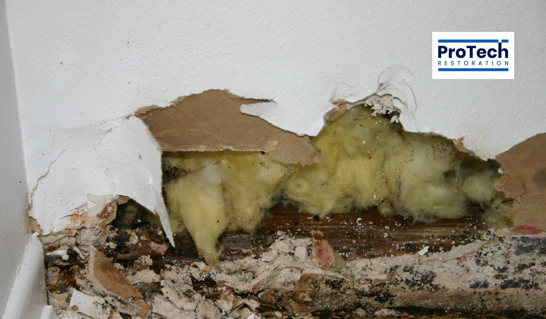  Mold growth, Respiratory issues, Contaminated water 