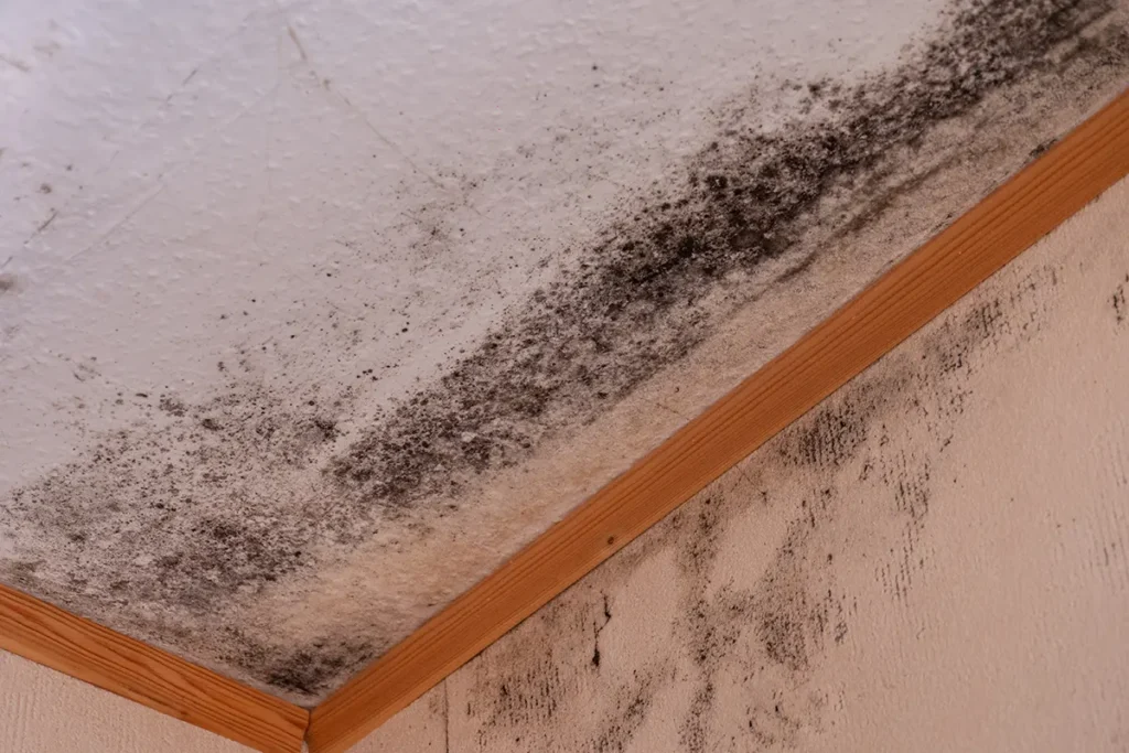 Mold Remediation