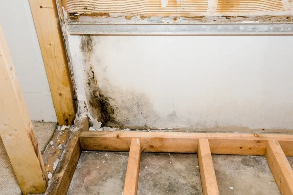 Mold growth on the lower edge of a basement wall behind removed drywall